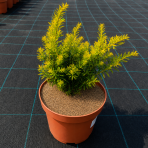 Tis obyčajný (Taxus baccata) ´SEMPERAUREA´ - výška: 15-25 cm, kont. C3L